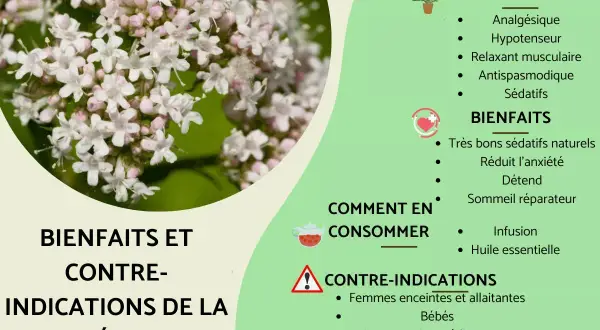 Gros plan sur des fleurs de valériane. La plante est connue pour ses bienfaits sédatifs naturels, réduisant l'anxiété et favorisant un sommeil réparateur.