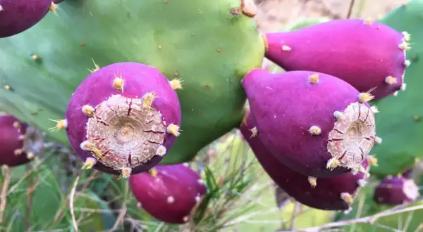 Gros plan sur des fruits violets et épineux de le nopal, posés sur une large feuille verte.