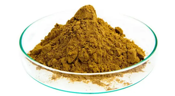 Poudre d'harpagophytum dans une coupelle de laboratoire. Connaître les harpagophytum contre indication est essentiel avant usage.
