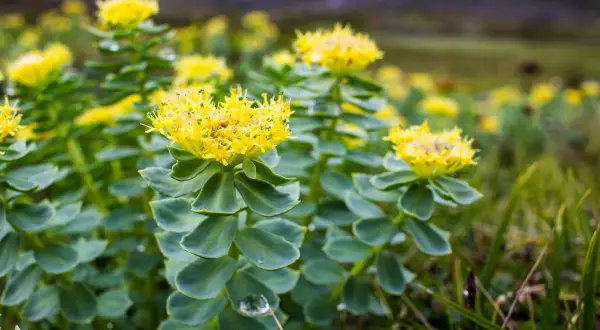 Plantes de rhodiola aux fleurs jaunes éclatantes. Idéal pour savoir quand prendre rhodiola pour un regain d'énergie naturel.