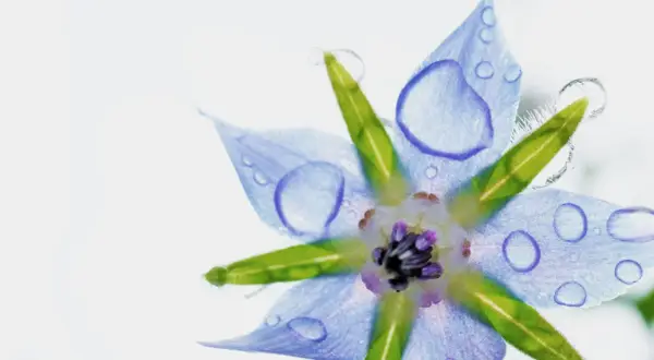Fleur bleue de bourrache, ornée de gouttes d'eau, évoquant la pureté de l'huile de bourrache et l'équilibre des hormones.