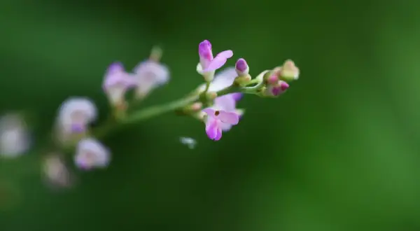Fleurs délicates de desmodium, plante réputée pour ses bienfaits sur le foie, sur fond vert flou.