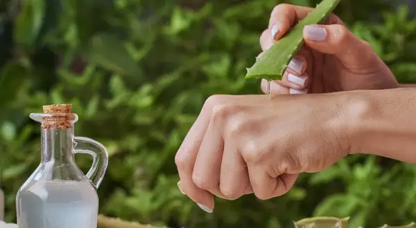 Gel d'aloe vera appliqué sur la peau pour apaiser une piqûre de moustique. Un flacon d'huile est à côté.