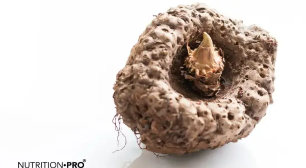 Gros tubercule de konjac, prêt à révéler les 10 bienfaits du konjac pour la santé et la ligne.