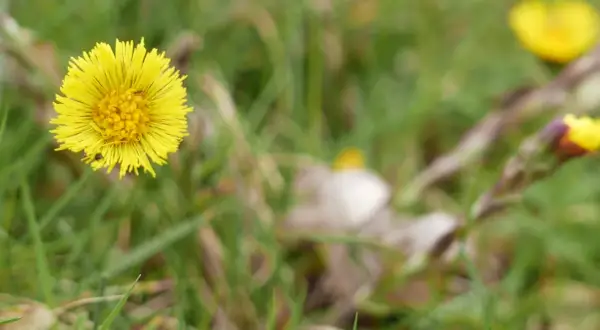 Fleur jaune éclatante, une plante pour la toux, se dresse dans l'herbe verte. Un petit insecte s'y pose.