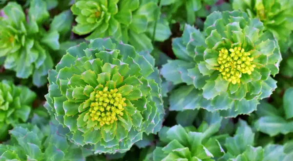 Gros plan sur des rosettes de feuilles vertes et charnues, certaines avec des bourgeons jaunes au centre. Un aperçu des bienfaits de la rhodiola.