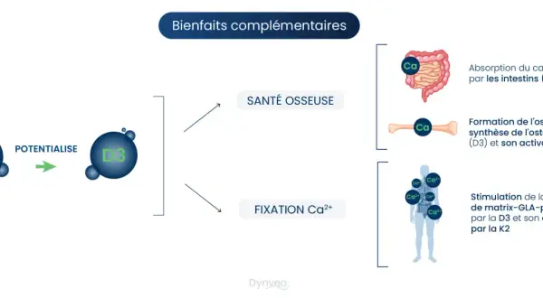 Schéma illustrant les bienfaits complémentaires de la vitamine K2 et D3 pour la santé osseuse et la fixation du calcium.