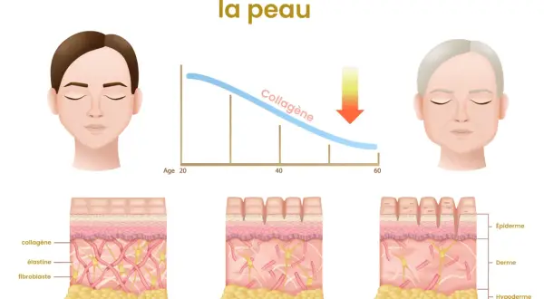 Le vieillissement de la peau montre une baisse du collagène avec l'âge. Le manque de collagène symptômes incluent rides et perte d'élasticité.