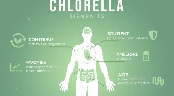 La chlorella aide à détoxifier, soutient les défenses immunitaires, améliore la vitalité et favorise une flore intestinale saine, réduisant ainsi le **chlorella ventre gonflé**.