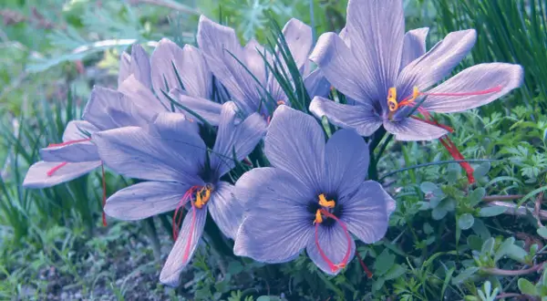 Fleurs de crocus safran aux pistils rouges, évoquant les bienfaits de l'infusion safran.