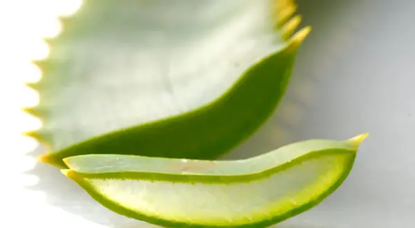 Tranches translucides d'aloe vera, une plante réputée pour ses bienfaits pour l'estomac.
