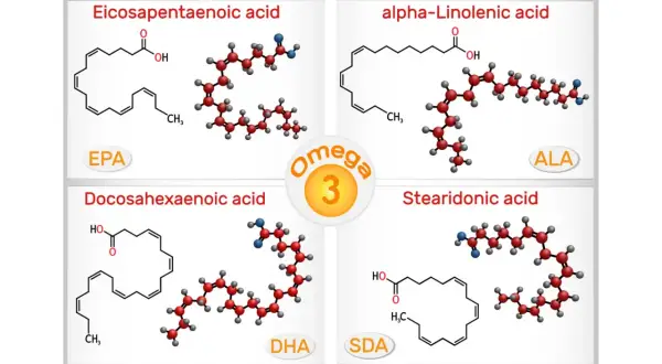 Représentation des acides gras oméga 3 : EPA, DHA, ALA et SDA. Ces molécules sont essentielles pour la santé.