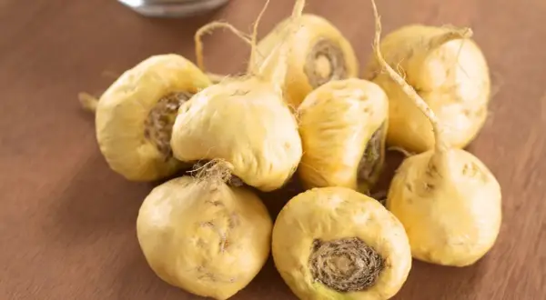 Racines de maca jaunes, prêtes à offrir un maca effet immédiat.