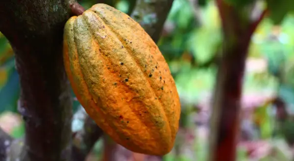 Cacao mûr, orange et tacheté, suspendu à un arbre. Une image qui rappelle la transformation en poudre de cacao, un délice qui peut cacher un danger pour certains.