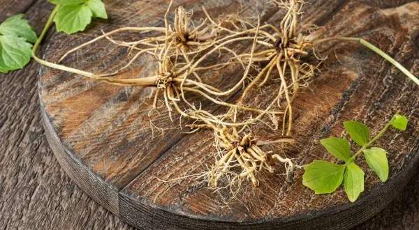 Racines de valériane sur une planche en bois, évoquant son effet apaisant et naturel.