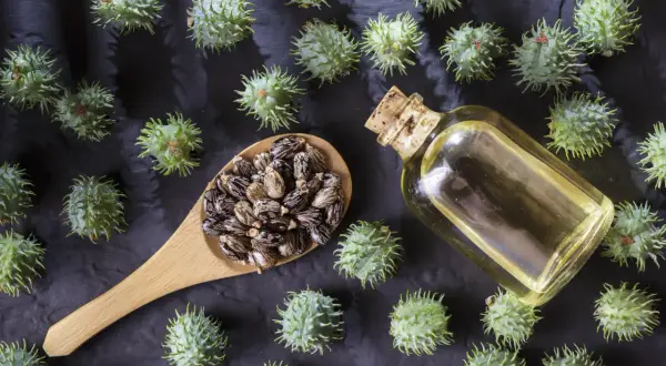 Graines de ricin, fruits épineux et une fiole d'huile. Attention, l'huile de ricin danger est réelle si mal utilisée.