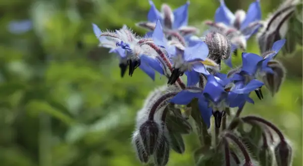 Fleurs bleues de bourrache, dont l'huile est bénéfique pour l'intestin.
