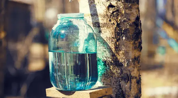 Bocal de verre rempli de jus de bouleau, récolté directement de l'arbre. Découvrez les jus de bouleau bienfaits pour la santé.