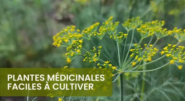Fleurs jaunes d'aneth, une plante médicinale facile à cultiver. Une liste de plantes médicinales à découvrir.