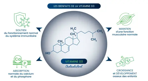 Les bienfaits de la vitamine D3 : soutien immunitaire, fonction musculaire, absorption calcium/phosphore, et croissance osseuse.