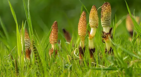 Des tiges de prêle émergent de l'herbe verte, rappelant les nombreux prêle bienfaits pour la santé.