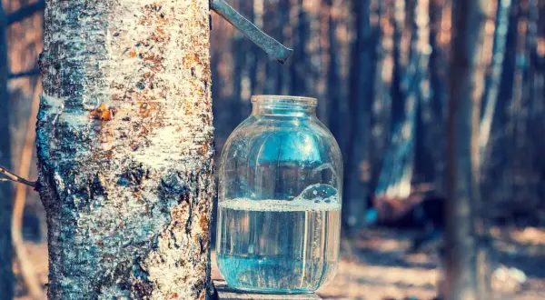 Bocal en verre rempli d'eau de bouleau, collectée sur un tronc d'arbre dans une forêt.