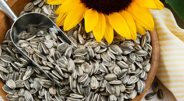 Un tournesol jaune domine un bol rempli de graines de tournesol, une pelle métallique est posée dessus. Attention, la graine de tournesol peut présenter un danger si mal consommée.