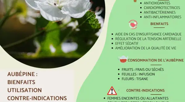 Fleur d'aubépine, utile pour la régulation de la tension artérielle et l'hypertension. Ses bienfaits sont nombreux.