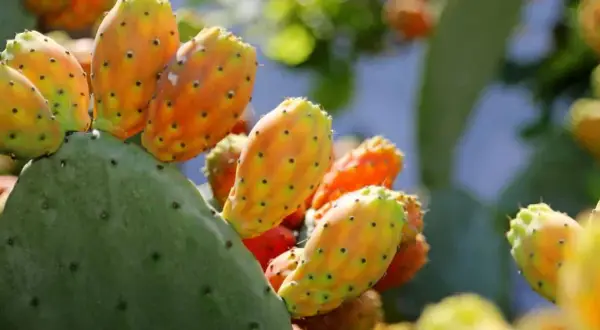 Poires de nopal mûres sur un cactus vert, évoquant les nombreux nopal bienfaits pour la santé.