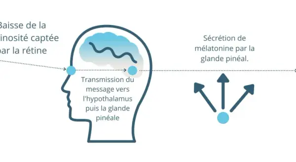Schéma expliquant que la baisse de luminosité déclenche la sécrétion de mélatonine par la glande pinéale, menant à la phase d'endormissement. La mélatonine, c'est quoi ? C'est l'hormone du sommeil.