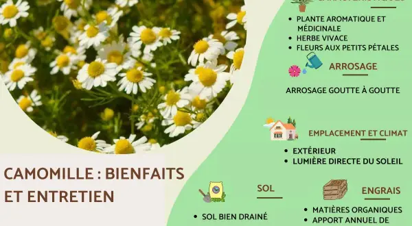 Camomille : ses bienfaits et entretien. Plante aromatique et médicinale aux fleurs blanches et jaunes, nécessitant un arrosage goutte à goutte et un sol bien drainé.