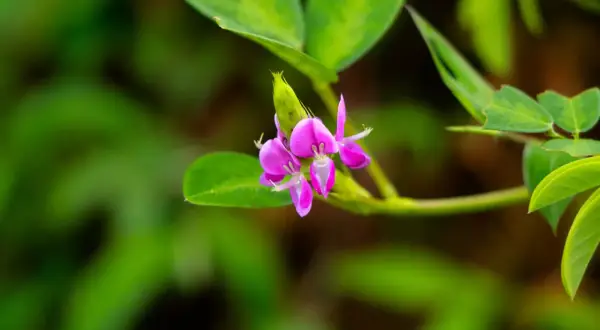 Fleur rose vif de desmodium, plante aux multiples vertus, sur fond vert flou.
