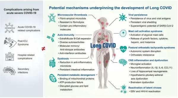 Schéma des mécanismes du covid long : thrombose, auto-immunité, dysbiose, persistance virale, activation mastocytaire, POTS, inflammation SNC, réactivation virale. Pistes pour le covid long traitement.