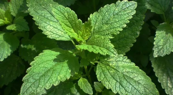 Feuilles vertes de mélisse, idéales pour infusion relaxante. La mélisse est reconnue pour ses vertus apaisantes.