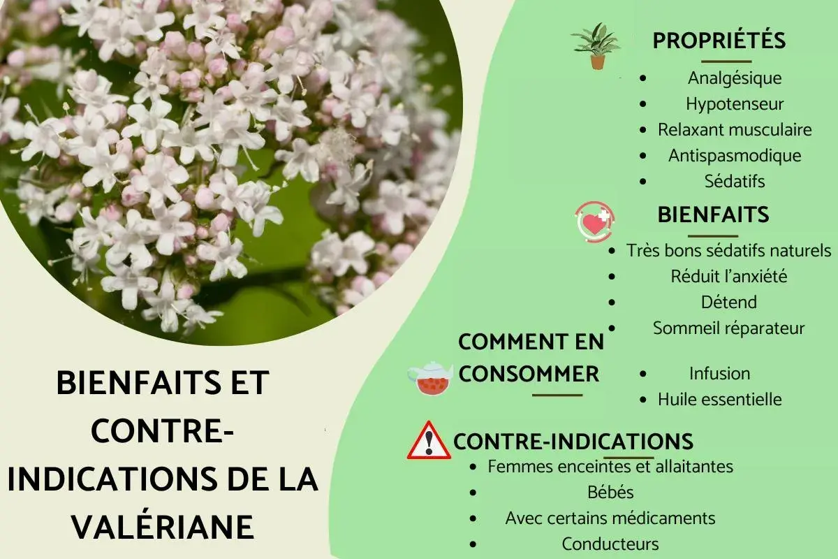 Gros plan sur des fleurs de valériane. La plante est connue pour ses bienfaits sédatifs naturels, réduisant l'anxiété et favorisant un sommeil réparateur.