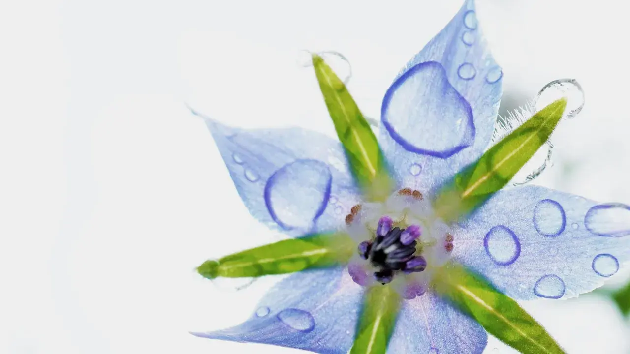 Fleur bleue de bourrache, ornée de gouttes d'eau, évoquant la pureté de l'huile de bourrache et l'équilibre des hormones.