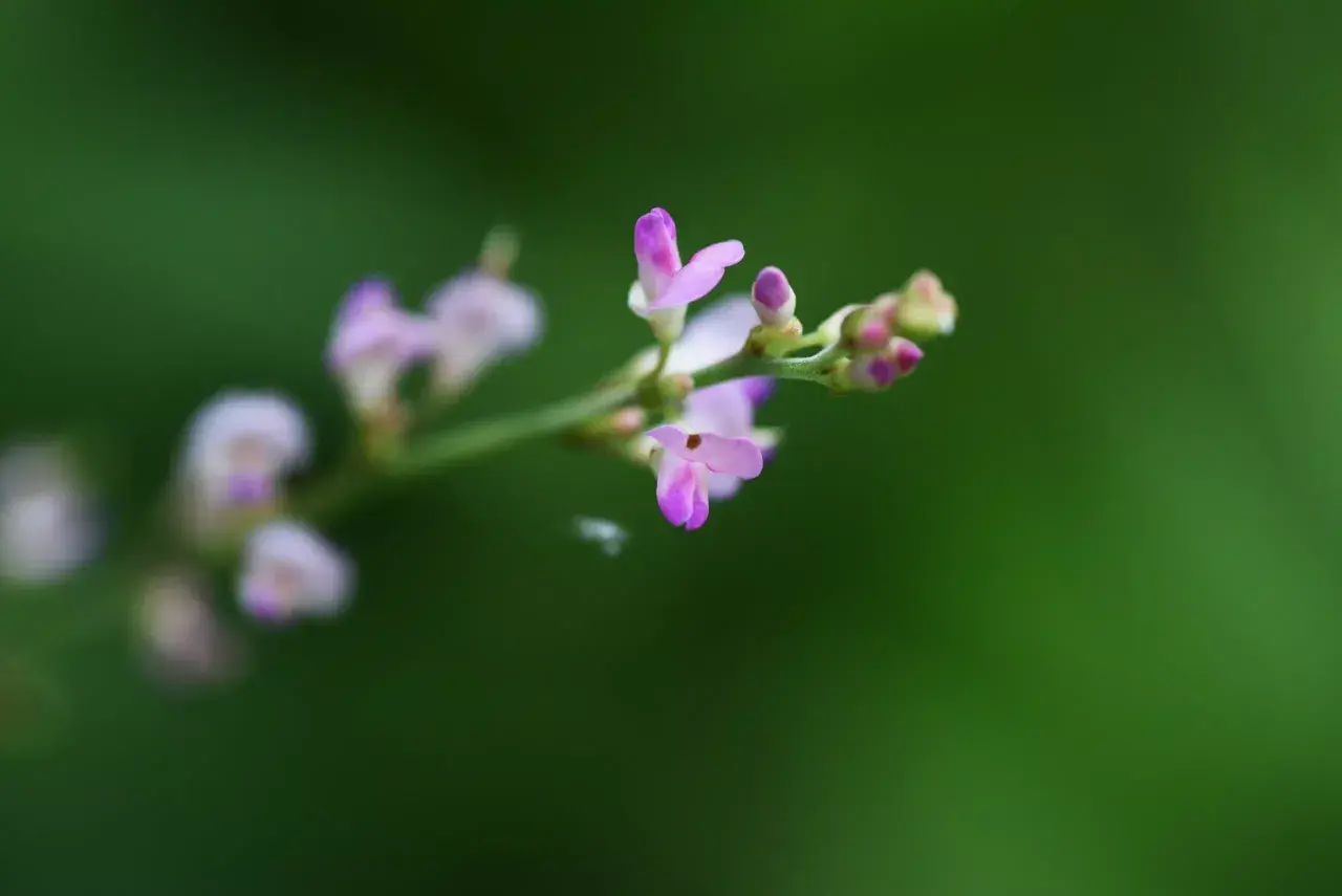 Fleurs délicates de desmodium, plante réputée pour ses bienfaits sur le foie, sur fond vert flou.
