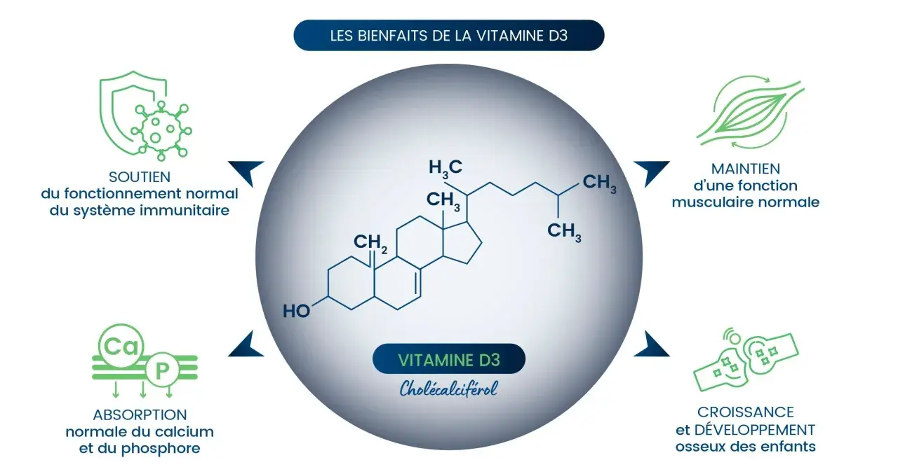 La vitamine D3, essentielle pour l'absorption du calcium, soutient le système immunitaire, la fonction musculaire et le développement osseux.