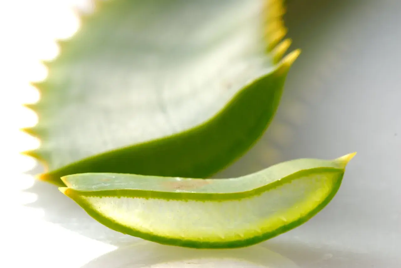Tranches translucides d'aloe vera, une plante réputée pour ses bienfaits pour l'estomac.