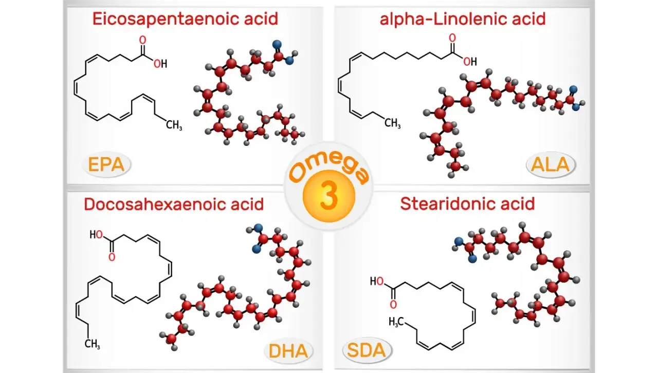 Représentation des acides gras oméga 3 : EPA, DHA, ALA et SDA. Ces molécules sont essentielles pour la santé.