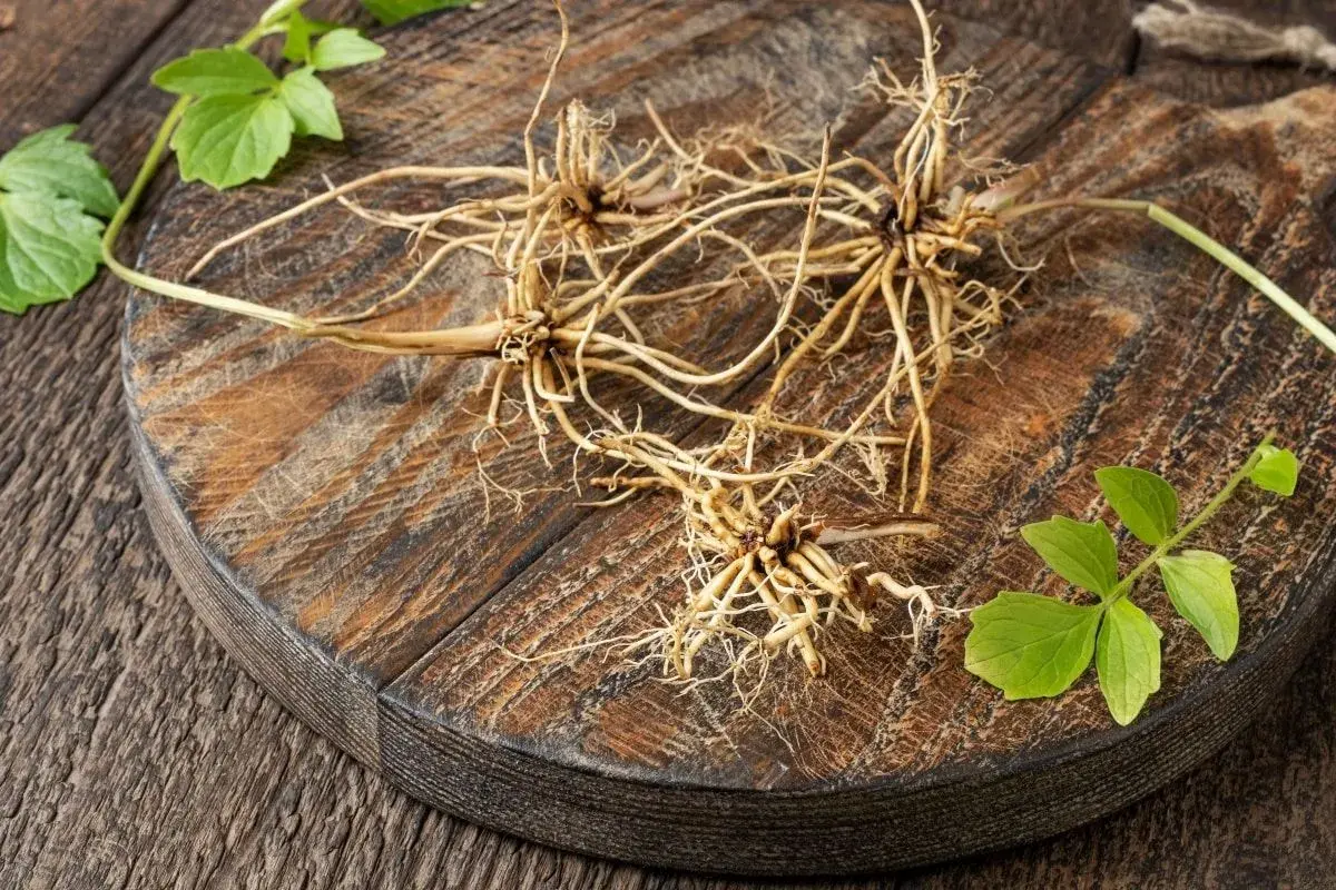 Racines de valériane sur une planche en bois, évoquant son effet apaisant et naturel.