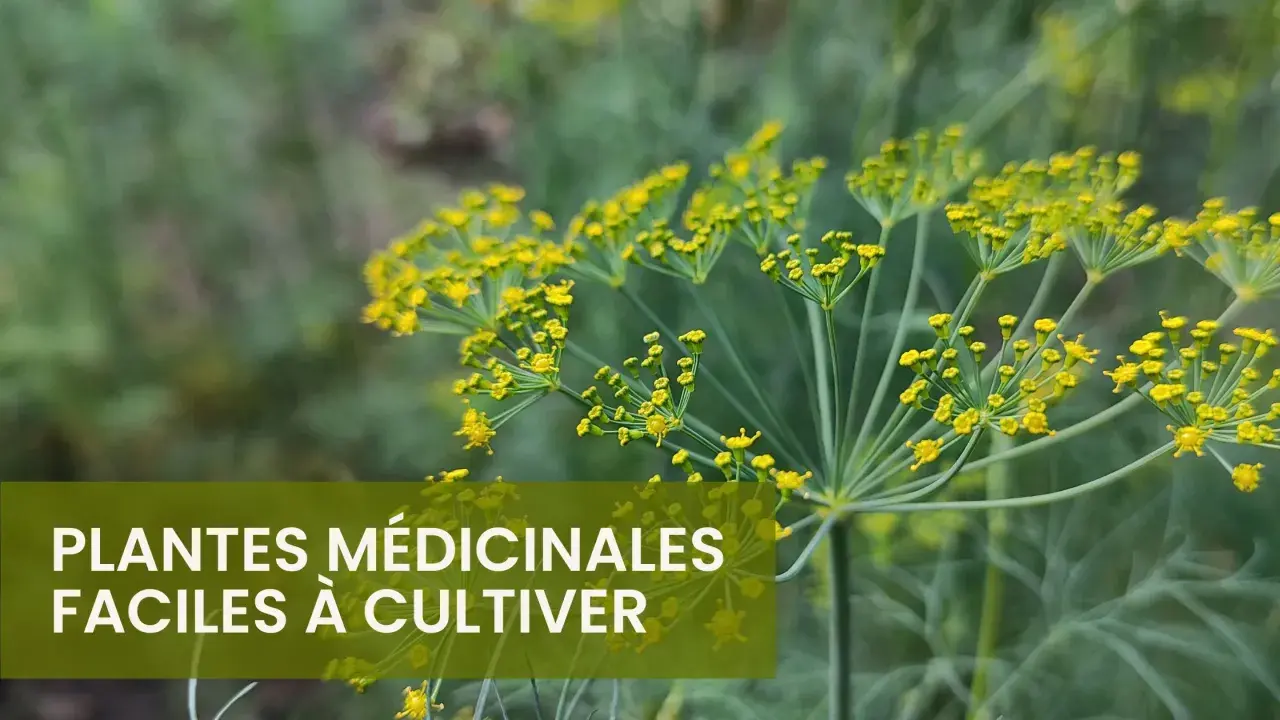 Fleurs jaunes d'aneth, une plante médicinale facile à cultiver. Une liste de plantes médicinales à découvrir.