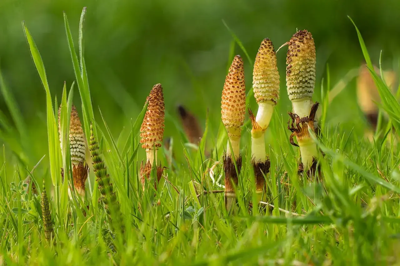 Des tiges de prêle émergent de l'herbe verte, rappelant les nombreux prêle bienfaits pour la santé.