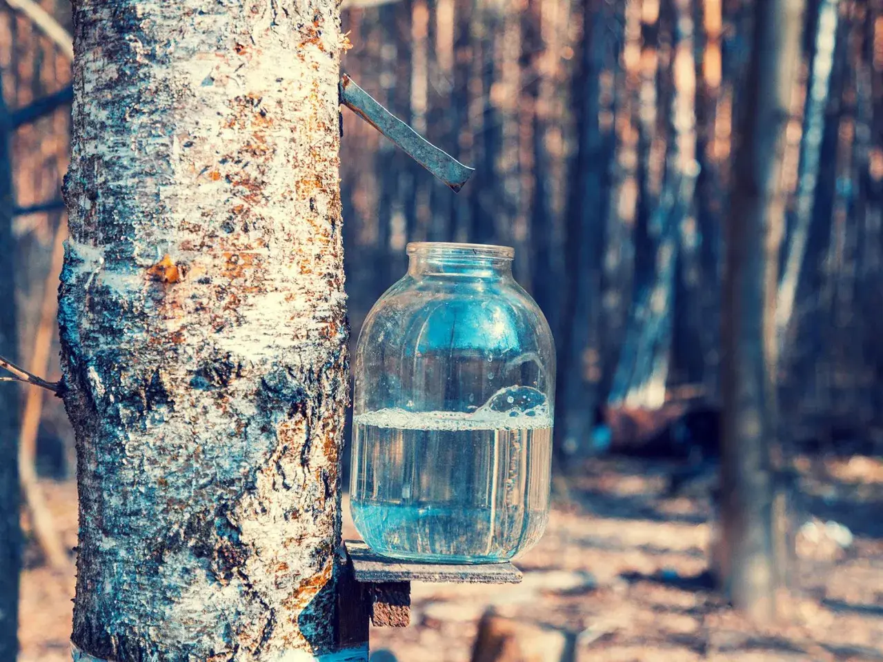 Bocal en verre rempli d'eau de bouleau, collectée sur un tronc d'arbre dans une forêt.