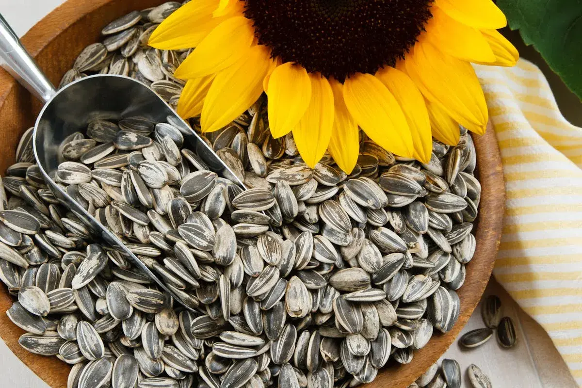 Un tournesol jaune domine un bol rempli de graines de tournesol, une pelle métallique est posée dessus. Attention, la graine de tournesol peut présenter un danger si mal consommée.