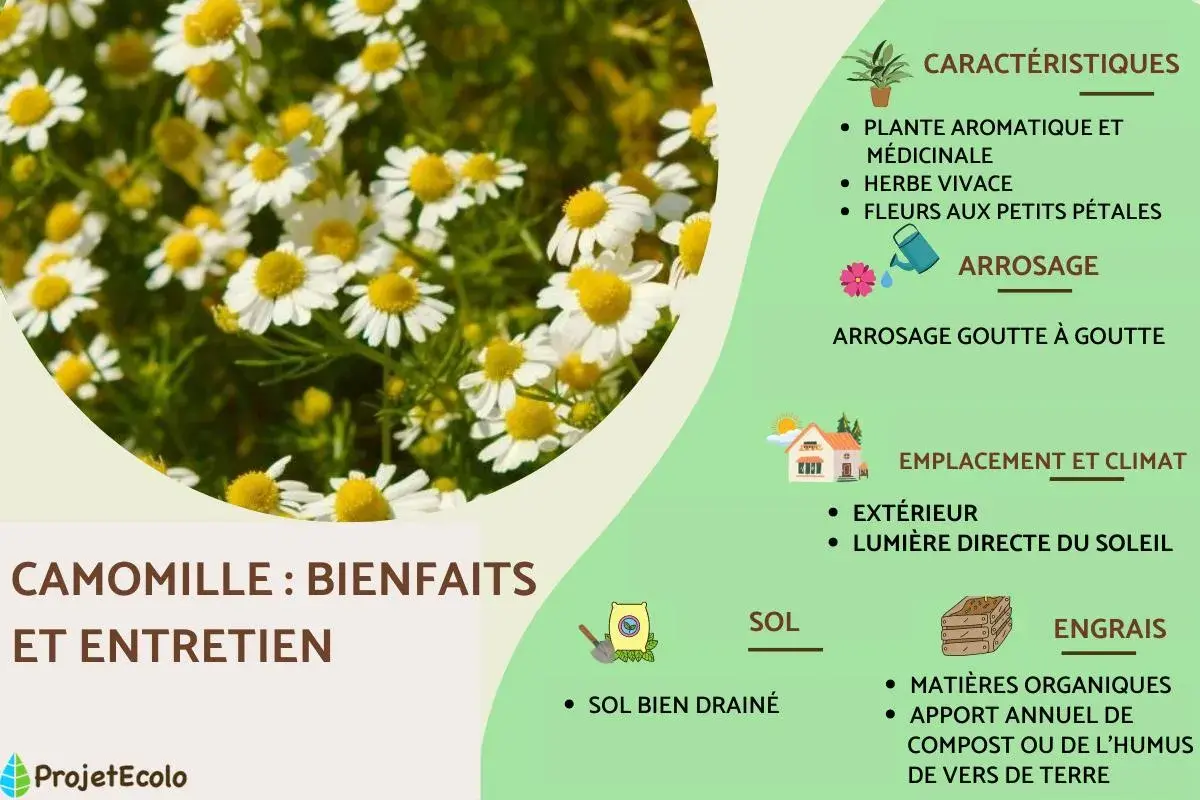 Camomille : ses bienfaits et entretien. Plante aromatique et médicinale aux fleurs blanches et jaunes, nécessitant un arrosage goutte à goutte et un sol bien drainé.
