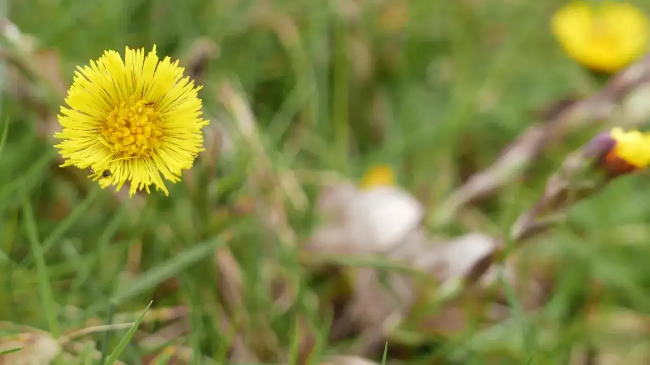 Fleur jaune éclatante, une plante pour la toux, se dresse dans l'herbe verte. Un petit insecte s'y pose.