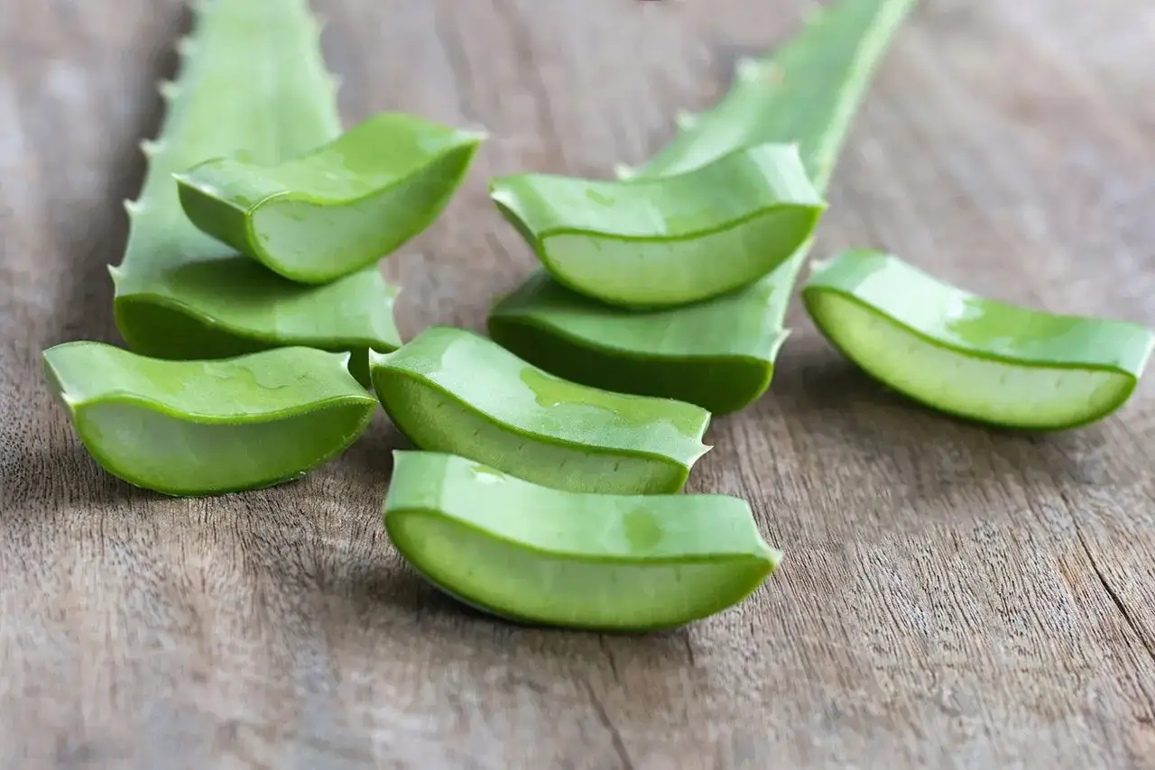 Tranches d'aloe vera sur fond de bois. Cette plante est réputée pour ses bienfaits pour l'estomac.