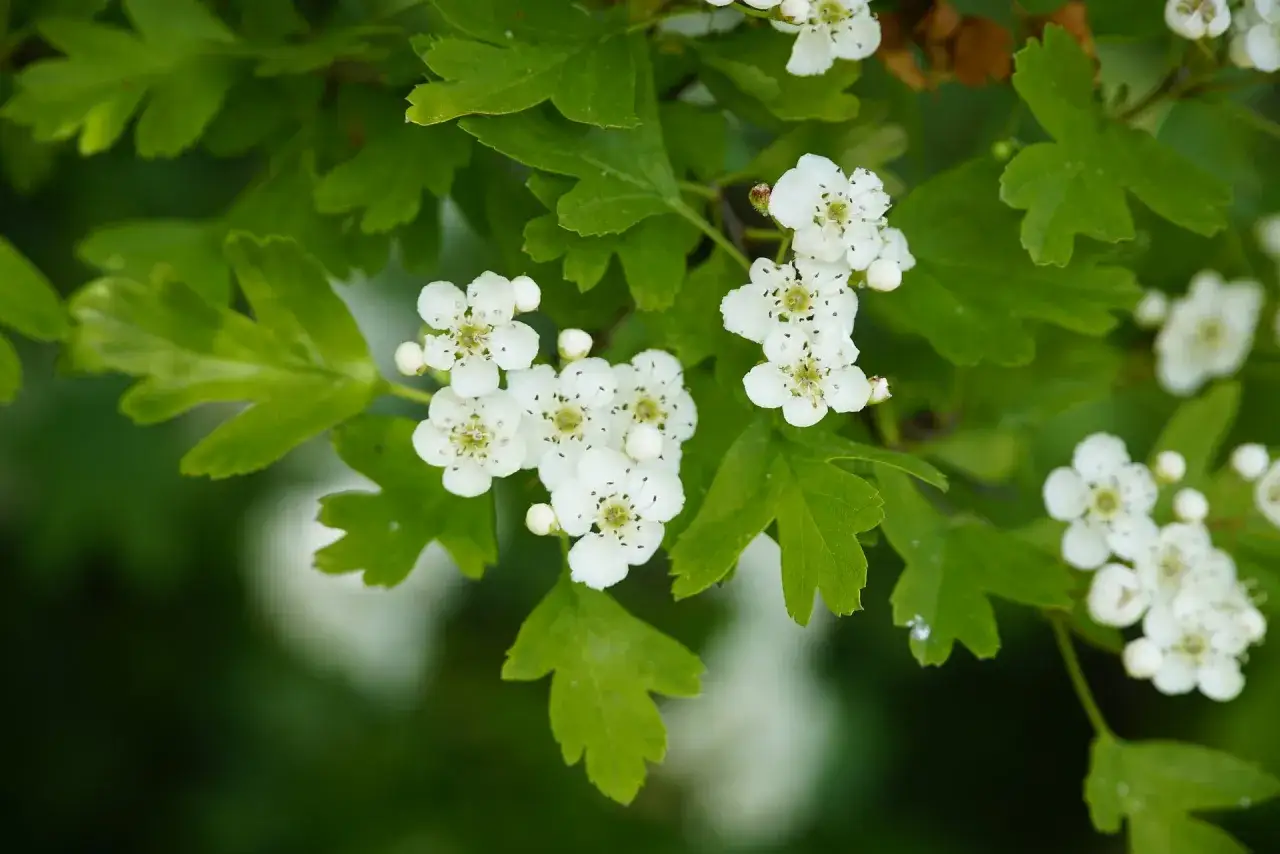 Fleurs d'aubépine, connues pour leurs bienfaits sur l'hypertension.