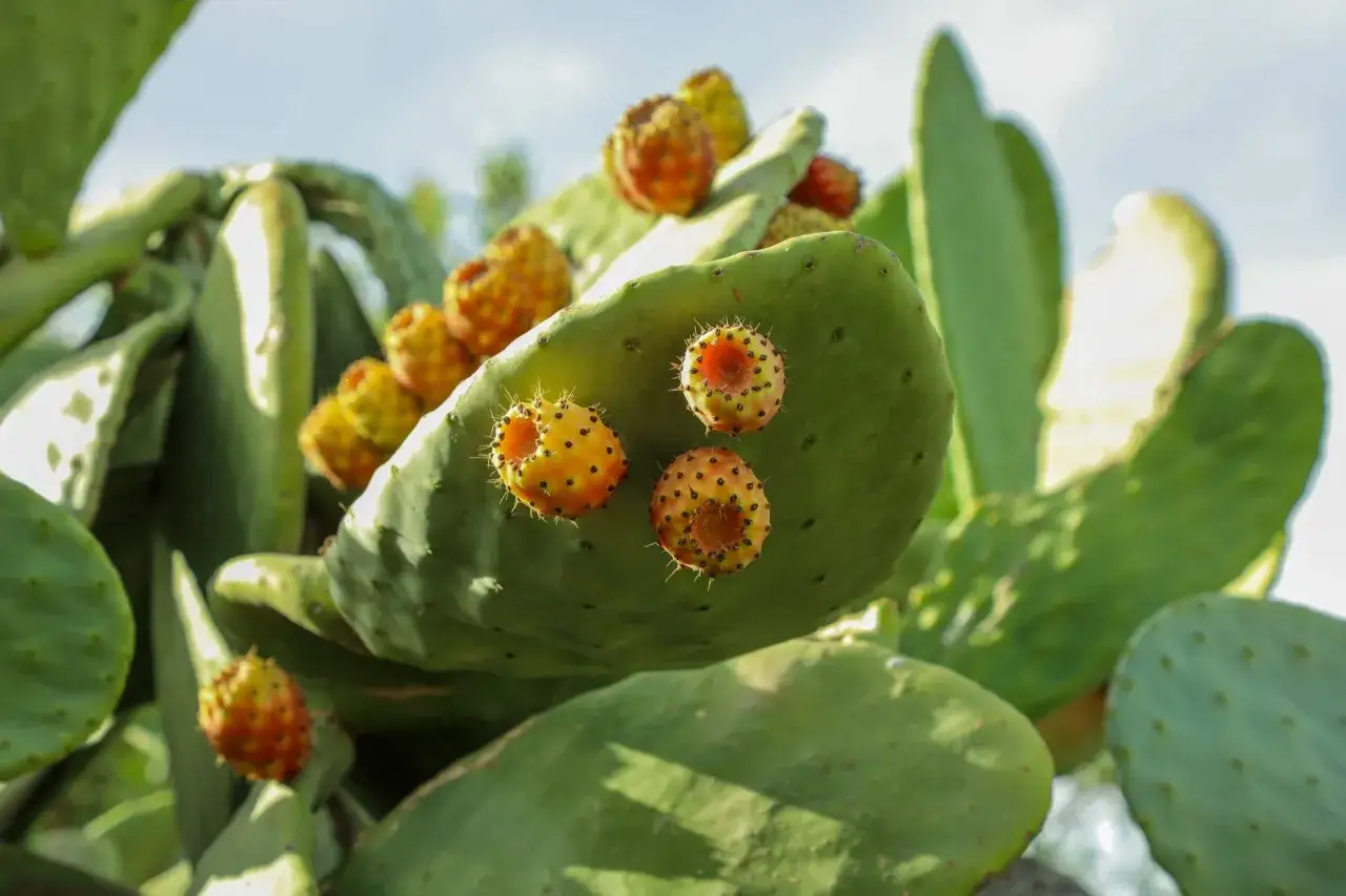 Poires de nopal m&ucirc;res sur un cactus, rappelant les nombreux nopal bienfaits pour la sant&eacute;.
